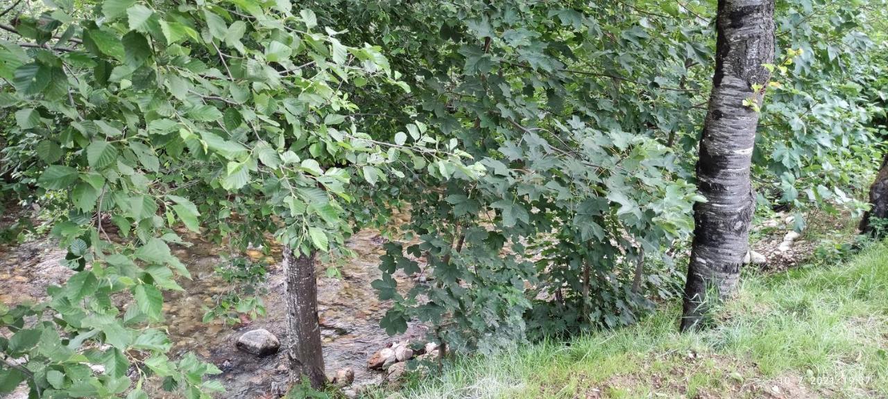 Apartmani Vuk 1 Kolašin Eksteriør billede